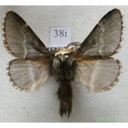 Poecilocampa populi (Linnaeus, 1758) male Czech38i